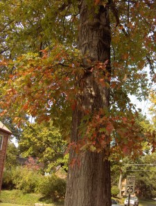 Autumn Trees Autumn Trees
