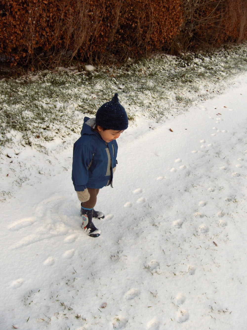 Fox tracks in the drive!