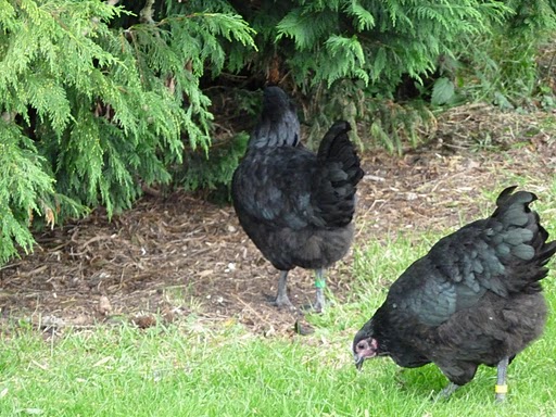 Alive and well under the hedge!